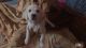 Labrador Retriever Puppies for sale in Kakinada, Andhra Pradesh, India. price: 14000 INR