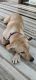 Labrador Retriever Puppies for sale in Luxa, Varanasi, Uttar Pradesh 221001, India. price: 5000 INR