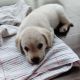 Labrador Retriever Puppies for sale in Punawale, Pimpri-Chinchwad, Maharashtra 411033, India. price: 12000 INR