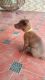 Labrador Retriever Puppies for sale in Vedachalam Nagar Extension, Kanchipuram, Tamil Nadu 631502, India. price: NA