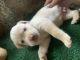 Labrador Retriever Puppies for sale in Dombivli East, Dombivli, Maharashtra, India. price: 20000 INR