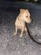 Labrador Retriever Puppies for sale in Clearwater, FL, USA. price: $200
