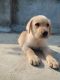 Labrador Retriever Puppies for sale in Ankleshwar GIDC, Ankleshwar, Gujarat 393001, India. price: 14000 INR