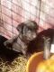 Labrador Retriever Puppies for sale in Viroqua, WI 54665, USA. price: $800