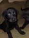 Labrador Retriever Puppies for sale in Orchard Park, NY 14127, USA. price: NA