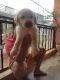 Labrador Retriever Puppies for sale in Jabalpur, Madhya Pradesh, India. price: 11000 INR