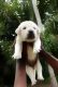 Labrador Retriever Puppies for sale in Alappuzha, Kerala, India. price: 8000 INR