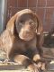 Labrador Retriever Puppies for sale in Denison, IA 51442, USA. price: $700