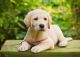 Labrador Retriever Puppies for sale in Austin, TX, USA. price: NA