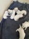 Labrador Retriever Puppies for sale in Killeen, TX, USA. price: NA
