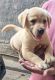 Labrador Retriever Puppies for sale in Wakad, Pimpri-Chinchwad, Maharashtra, India. price: 20000 INR