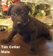 Labrador Retriever Puppies for sale in Vanceburg, KY 41179, USA. price: $150