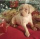 Labrador Retriever Puppies for sale in Vanceburg, KY 41179, USA. price: $800