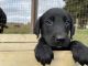 Labrador Retriever Puppies for sale in Waterford, CA, USA. price: NA