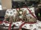 Labrador Retriever Puppies for sale in VANDENBRG AFB, CA 93437, USA. price: NA