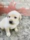 Labrador Retriever Puppies for sale in Sector 38 West, Sector 38, Chandigarh, India. price: 18000 INR