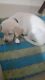 Labrador Retriever Puppies for sale in Kandigai, Tamil Nadu 600048, India. price: 15000 INR