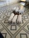 Labrador Retriever Puppies for sale in Killeen, TX, USA. price: NA