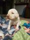Labrador Retriever Puppies for sale in Rush City, MN 55069, USA. price: NA