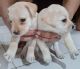 Labrador Retriever Puppies for sale in DIAMOND PLAZA, DIAMOND PLAZA, 68, Jessore Rd, Shyam Nagar, Satgachi, Kolkata, West Bengal 700055, India. price: 15000 INR