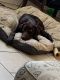 Labrador Retriever Puppies for sale in Lee's Summit, MO, USA. price: NA