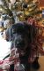 Labrador Retriever Puppies for sale in Bozeman, MT, USA. price: $1,500