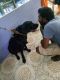 Labrador Retriever Puppies for sale in Guduvanchery, Tamil Nadu, India. price: NA