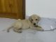 Labrador Retriever Puppies for sale in Selaiyur, Chennai, Tamil Nadu, India. price: 9000 INR