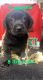 Labrador Retriever Puppies for sale in Butler, PA, USA. price: $1,200