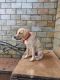 Labrador Retriever Puppies for sale in NIBM Post Office Rd, Kondhwa, Pune, Maharashtra 411048, India. price: 1000 INR