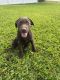 Labrador Retriever Puppies for sale in Coral Springs, FL, USA. price: $1,000