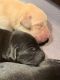 Labrador Retriever Puppies for sale in Wheelock, TX 77859, USA. price: NA