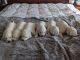 Labrador Retriever Puppies for sale in Queen Creek, AZ 85140, USA. price: $1,800