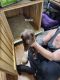 Labrador Retriever Puppies for sale in Titusville, PA 16354, USA. price: $600