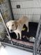 Labrador Retriever Puppies for sale in Airoli, Navi Mumbai, Maharashtra 400708, India. price: 1 INR
