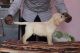 Labrador Retriever Puppies for sale in Bavdhan, Pune, Maharashtra, India. price: 18 INR