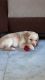 Labrador Retriever Puppies for sale in Vadodara, Gujarat, India. price: 18000 INR