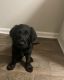 Labrador Retriever Puppies for sale in 2412 Waterford Club Dr, Lithia Springs, GA 30122, USA. price: $580