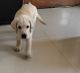 Labrador Retriever Puppies for sale in Gandhi Nagar, Kavadiguda, Hyderabad, Telangana, India. price: 23000 INR