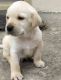 Labrador Retriever Puppies for sale in Nishant Prime Block-A, Immadihalli, Whitefield, Bengaluru, Karnataka 560066. price: 15000 INR