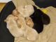 Labrador Retriever Puppies for sale in Bridgeport, CT, USA. price: NA