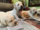 Labrador Retriever Puppies for sale in Kochi, Kerala, India. price: 12000 INR