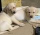 Labrador Retriever Puppies for sale in Washington, IL, USA. price: NA