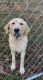 Labrador Retriever Puppies for sale in 7920 Franklin Rd, Boones Mill, VA 24065, USA. price: NA