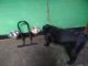 Labrador Retriever Puppies for sale in Farrukhabad, Uttar Pradesh, India. price: 9000 INR