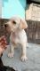 Labrador Retriever Puppies for sale in Zingabai Takli, Nagpur, Maharashtra 441501, India. price: 15000 INR