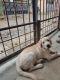 Labrador Retriever Puppies for sale in Murugesh Pallya, Nanja Reddy Colony, Jeevan Bima Nagar, Bengaluru, Karnataka, India. price: 15000 INR