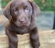 Labrador Retriever Puppies for sale in BROOKSIDE VL, TX 77581, USA. price: NA