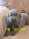 Labrador Retriever Puppies for sale in Grandview, TN 37337, USA. price: NA