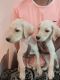 Labrador Retriever Puppies for sale in Kolar Gold Fields, Karnataka, India. price: 4000 INR